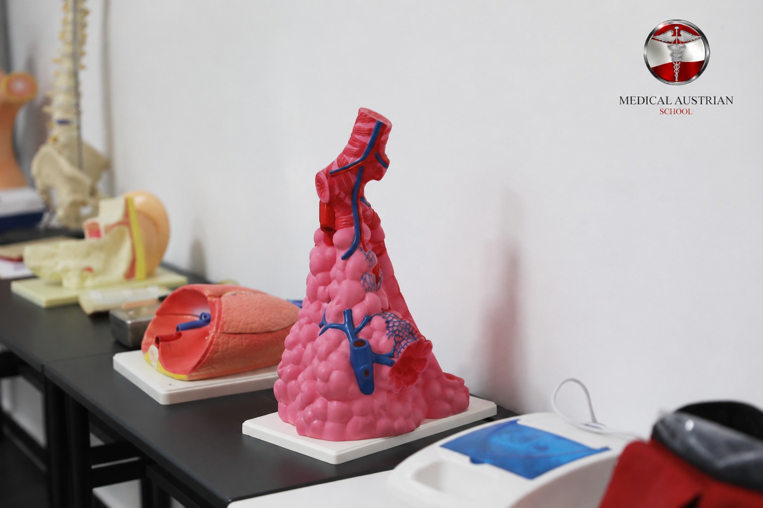 Modele anatomike — sistemi respirator