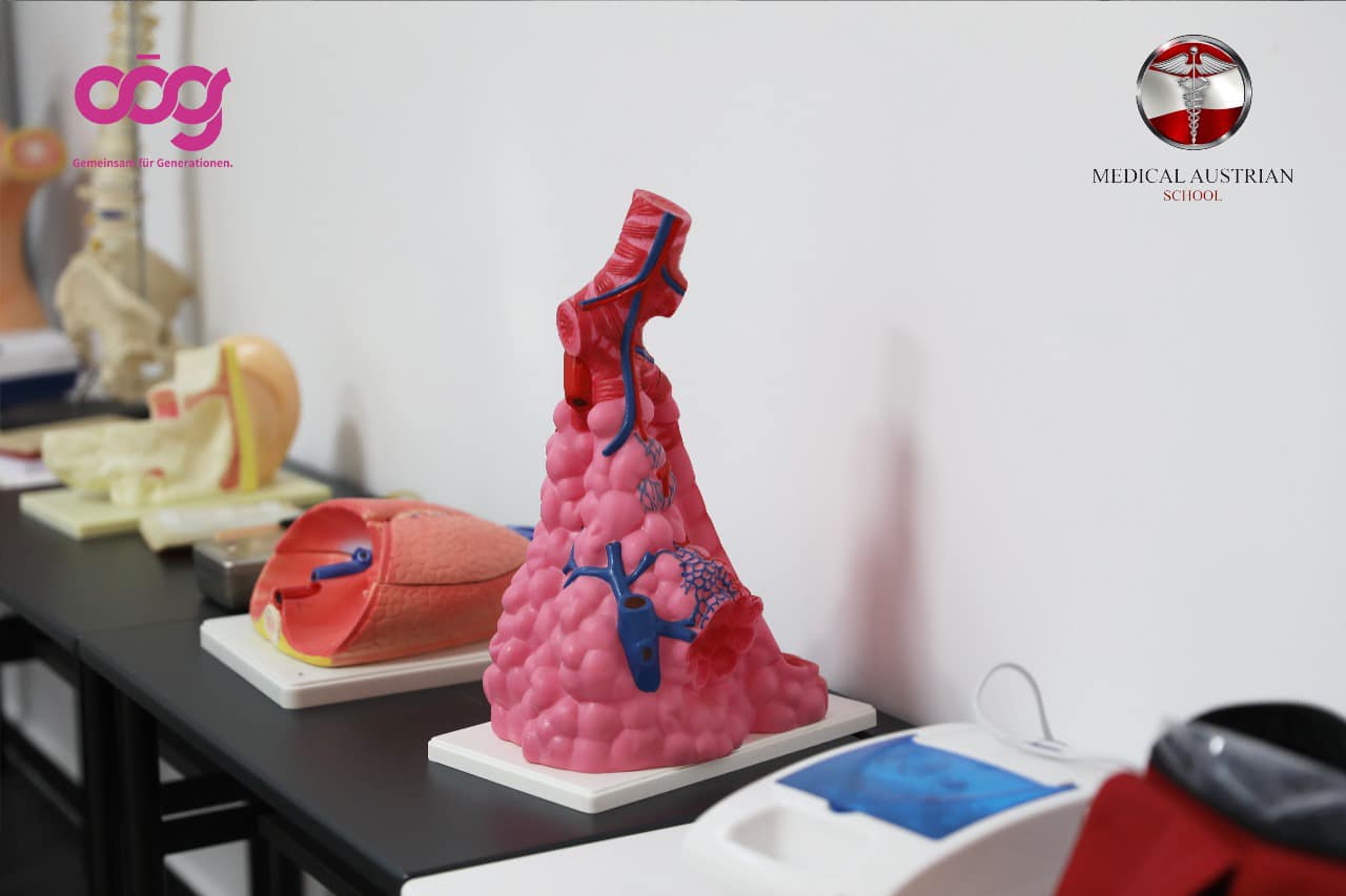 Modele anatomike — sistemi respirator