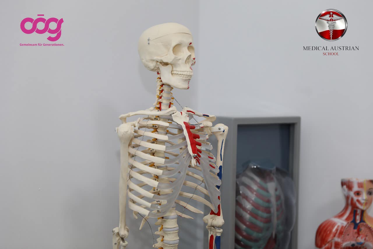 Modele skeletore për anatomi